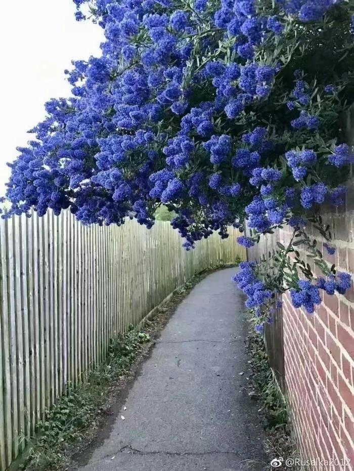 美洲茶寓意是什么,美洲茶蓝色海洋