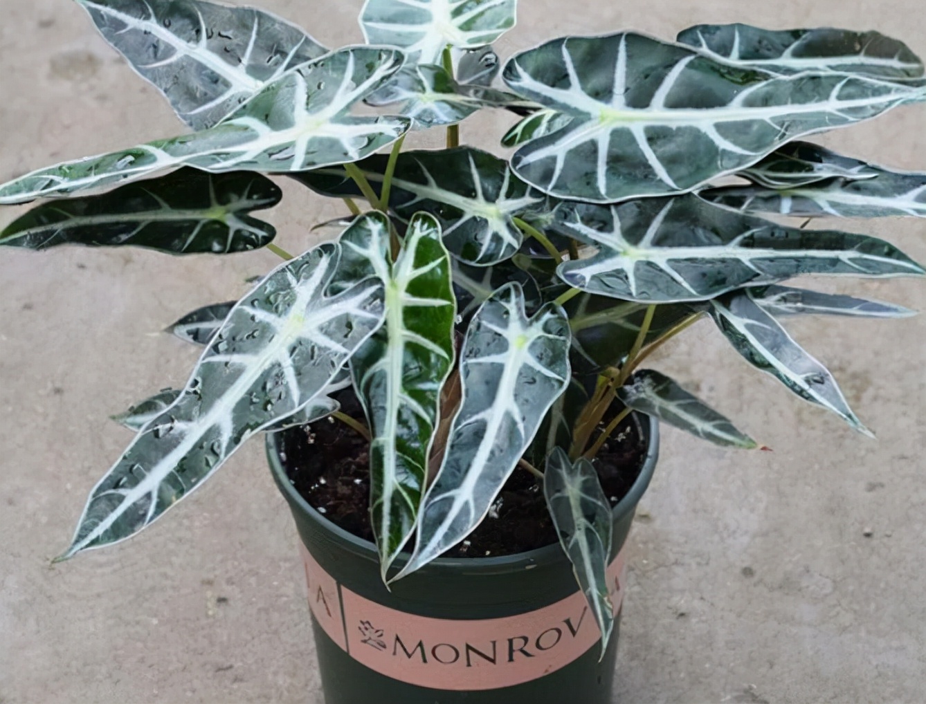 这13种花耐阴又好养蹭蹭长不停,光照不足也能养好的3种花