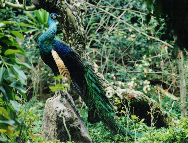 国际保护珍稀动物日科普,我们国家的珍稀动物有哪些