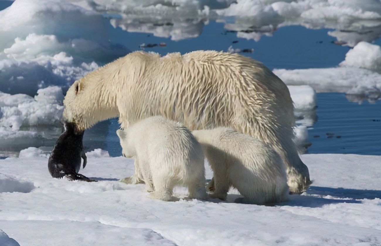 北极熊捕杀海豹的视频,北极熊捕杀海豹的真实过程