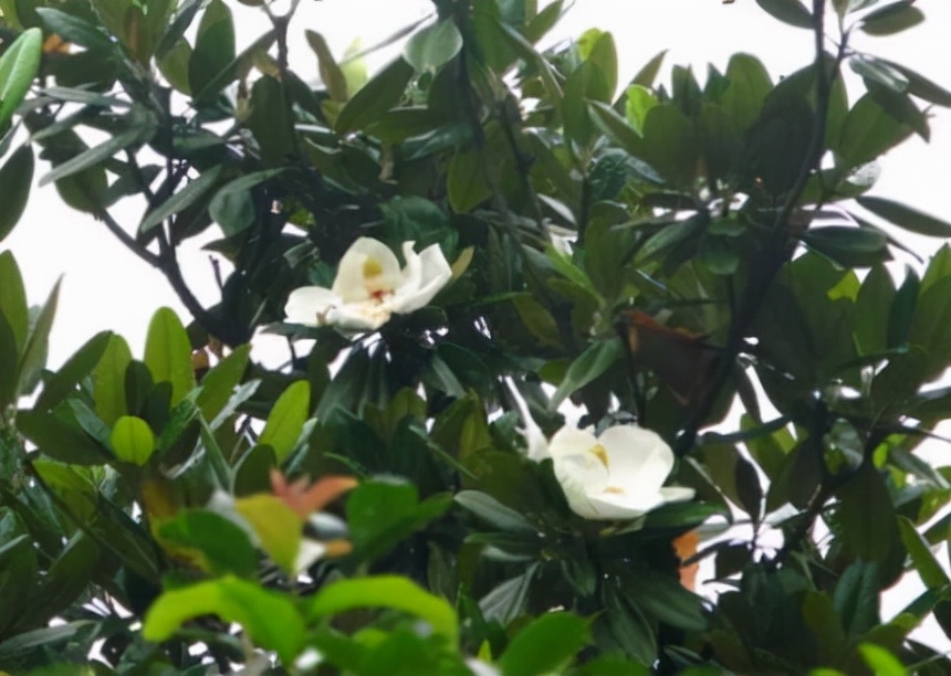 名贵树种——广玉兰植物非试管高效快繁