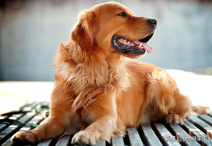 狗狗发情期的注意事项,公狗和母狗发情有什么区别?