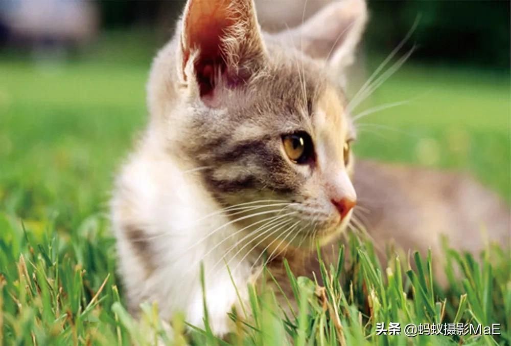 摄影构图有三角式构图吗,为什么摄影越拍要学的越多