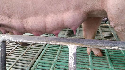 母猪产后没奶水如何办,母猪产后一个星期没奶水怎么办