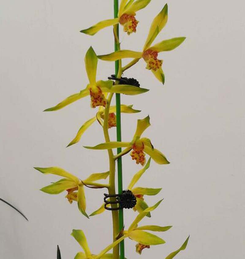 烂了根的兰花怎样重新开始生根,兰花干枯的芽要剪掉吗