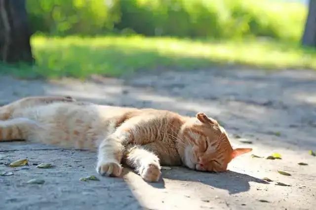 母校前面的广场是什么广场,母校校门设置