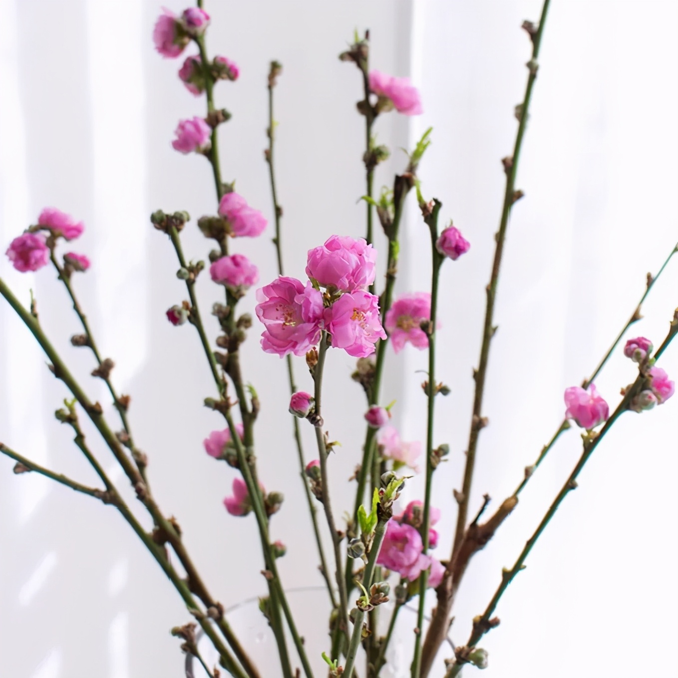 经验贴分享视频,鲜切花非洲菊的养护方法