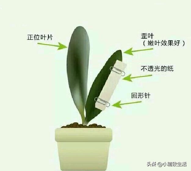 君子兰怎么摆放叶子不会长歪视频,君子兰的叶片长歪了该怎么办