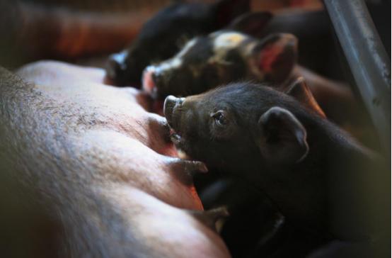 食品安全大于天民以食为天,猪肉食品安全无小事