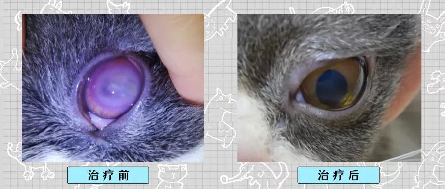 猫角膜溃疡症治疗方法,猫角膜溃疡恢复过程图片
