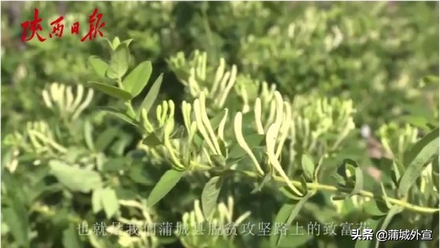 王春颜：“能给村上找个致富产业，也不枉在世上走一回