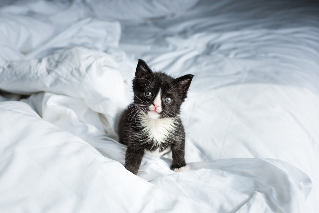 宠物主最担心猫咪什么问题,宠物主最担心猫咪出什么问题