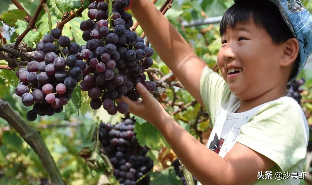 沙县总共有几个乡镇,沙县是属于哪个市