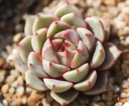 推荐轻松玩转100种常见多肉植物,700种多肉植物图鉴pdf百度云