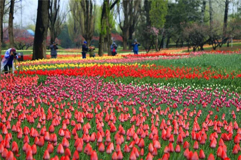 中国科学院植物研究所北京植物园,北京植物园有牡丹花还有什么花