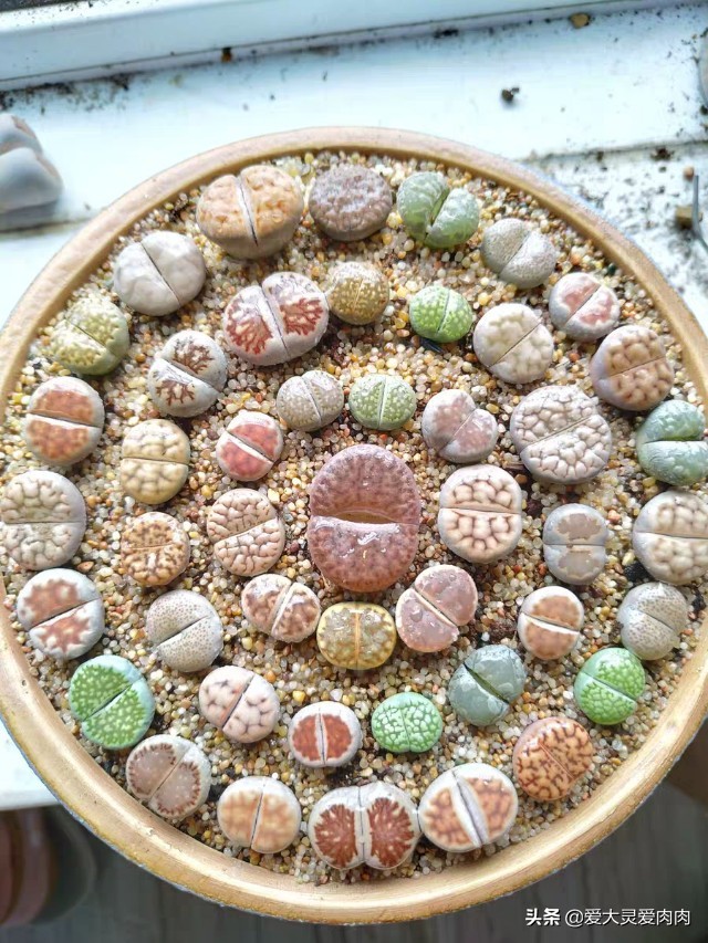 多肉什么品种好养还好看,十二卷多肉最漂亮的品种