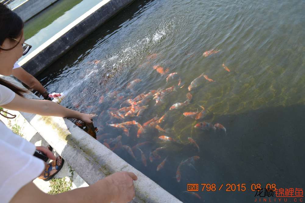 锦鲤苗成长,日本锦鲤水花苗成长