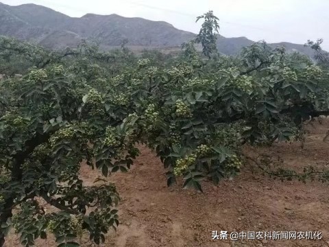 花椒树上的蚜虫怎样防治,花椒树的蚜虫用什么防治