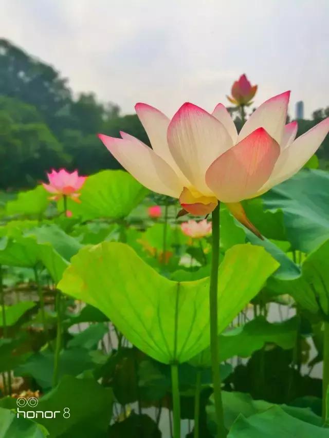 手机拍照教程零基础学摄影,手机摄影零基础怎么入门