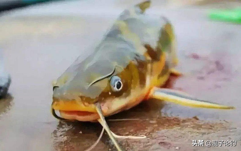 黄颡饵料能钓哪些鱼,野钓黄骨鱼最佳时间