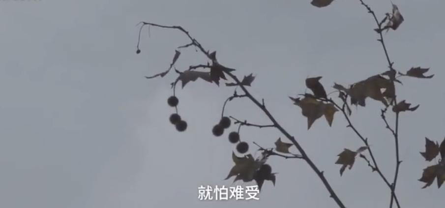 癌症死于过度治疗是真的吗,癌症患者如何避免陷入过度治疗