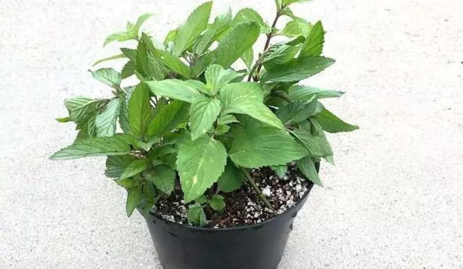 薄荷摘下来种到土里蔫了还能活吗,薄荷根茎可以剪下整个埋在土里吗