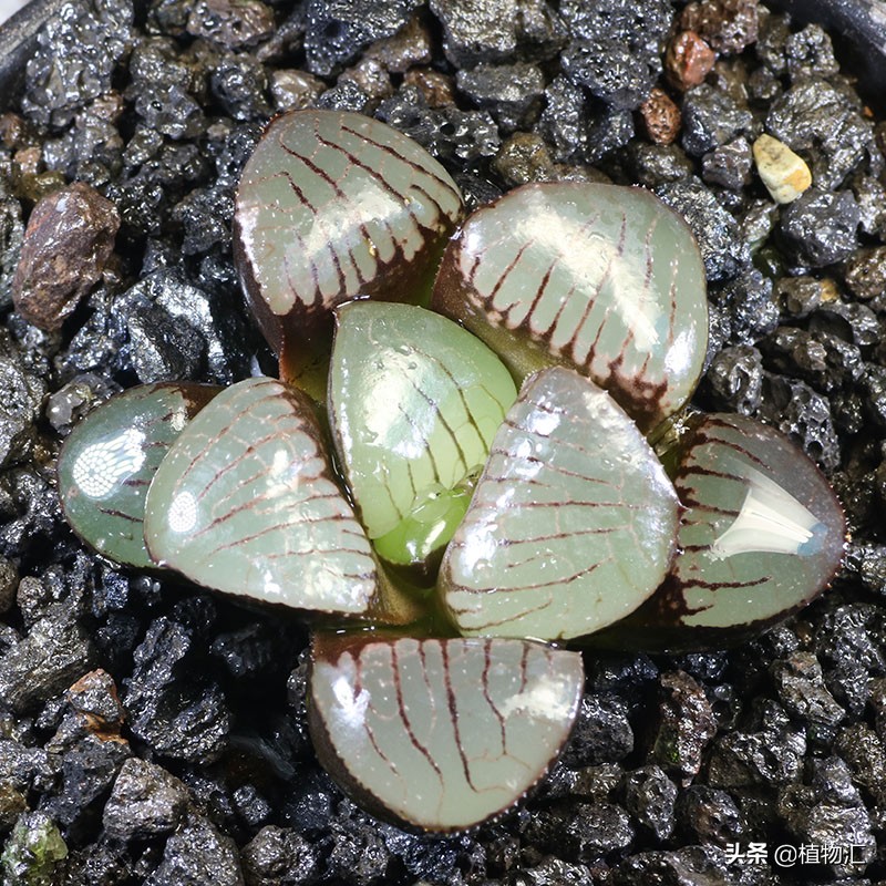 每日一花9977,每日一花单头多肉变多头