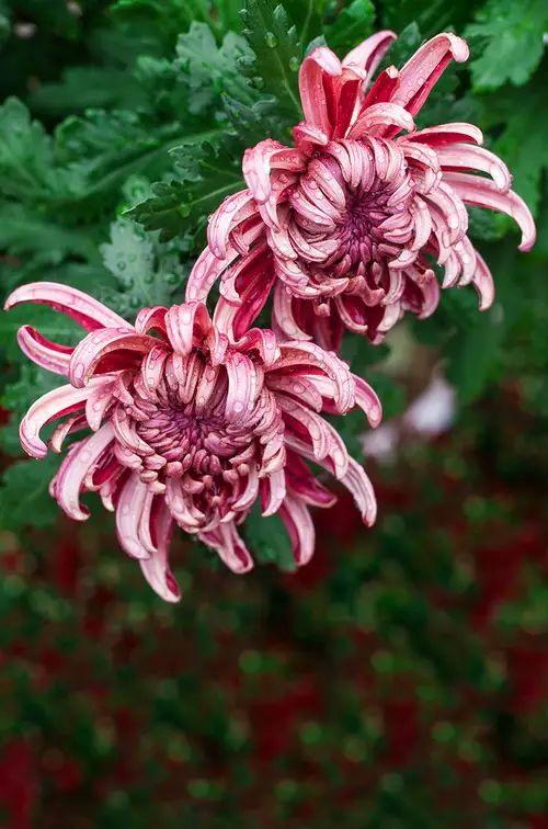 中国十大名花惊艳千年,中国十大名花美极了