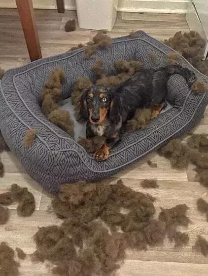 哈士奇把主人的家拆了,被哈士奇拆的家