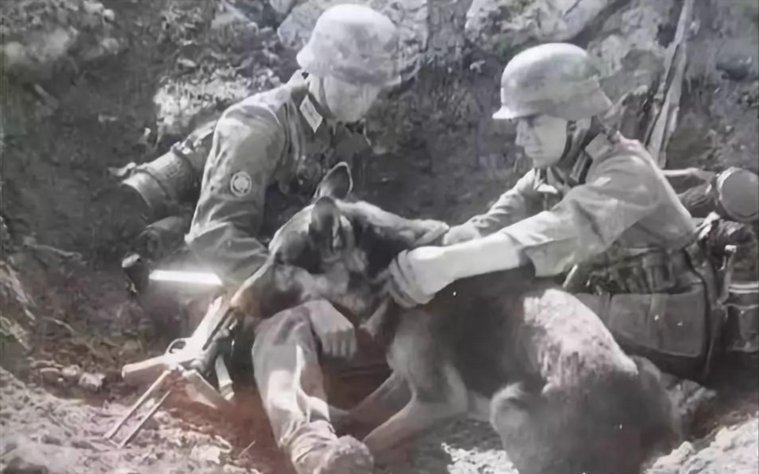 寻根问祖系列(3):德国牧羊犬(GermanShepherddog)