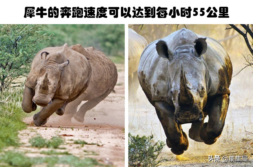 一些不知道的关于动物的小知识,关于动物的十个冷知识