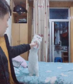 网上都在说猫是液体的，很多人猫奴也认同