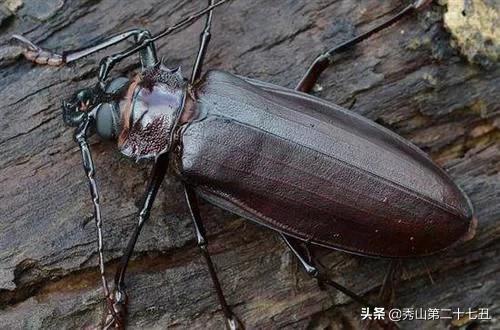 最强节肢动物排行榜,攻击力最强的十种节肢动物