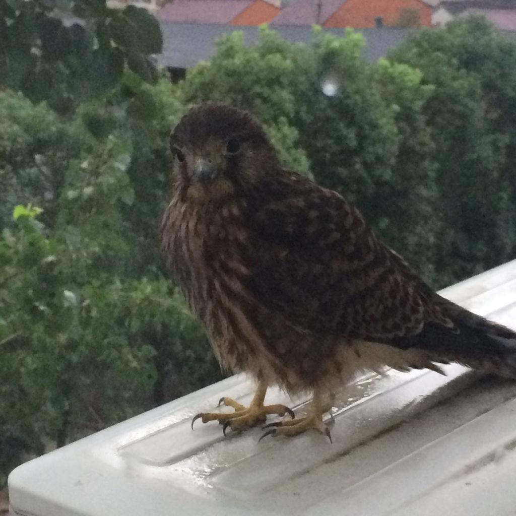 狂风暴雨的时候小鸟在哪避雨,鸟类躲避暴雨