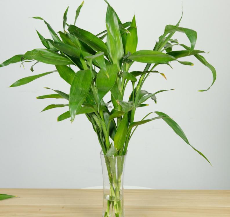 富贵竹爱长红蜘蛛吗,富贵竹黄叶爱喝什么水