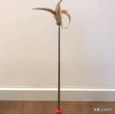 猫咪省钱好物维生素,猫咪必买的10种单品