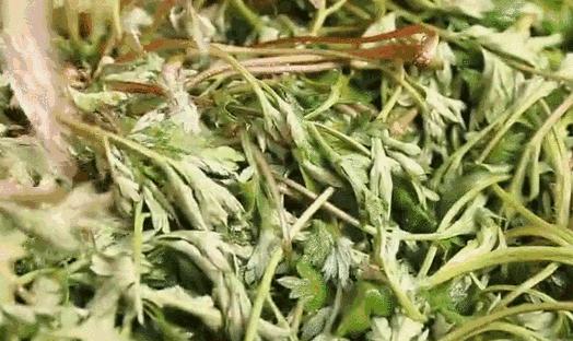 不时不食|有一种念念不忘,叫做青团