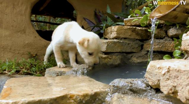 小哥哥徒手建房子,小伙为流浪狗打造温馨的城堡