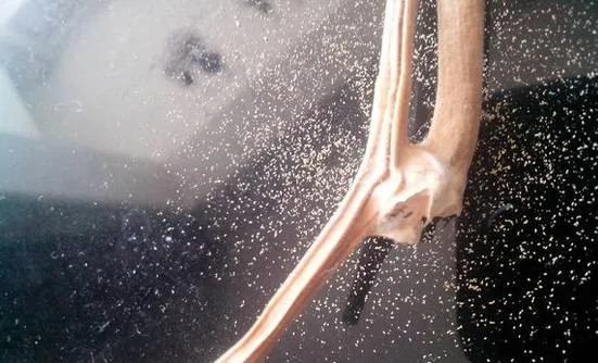 金刚生虫子怎么办,金刚中有恶心的虫子