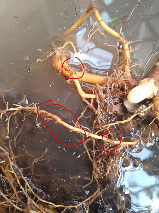 盆栽桔子树有蚂蚁怎么办,桂花盆栽里面很多蚂蚁怎么办