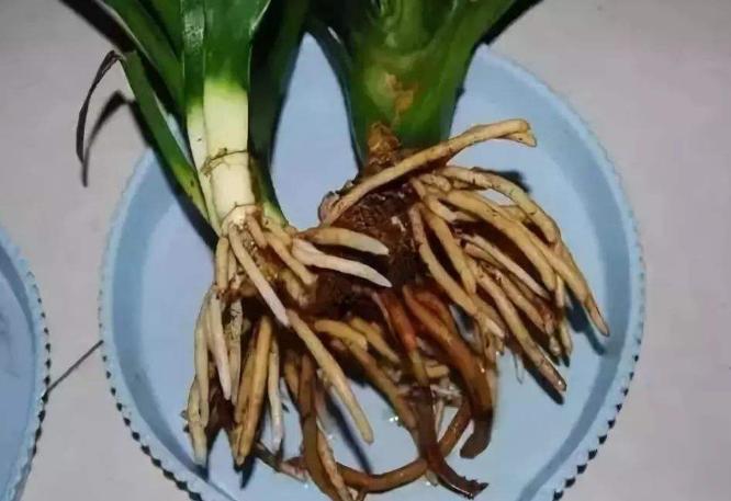 药片过期了吃了怎么办,过期的药片不要扔还可以用来养花