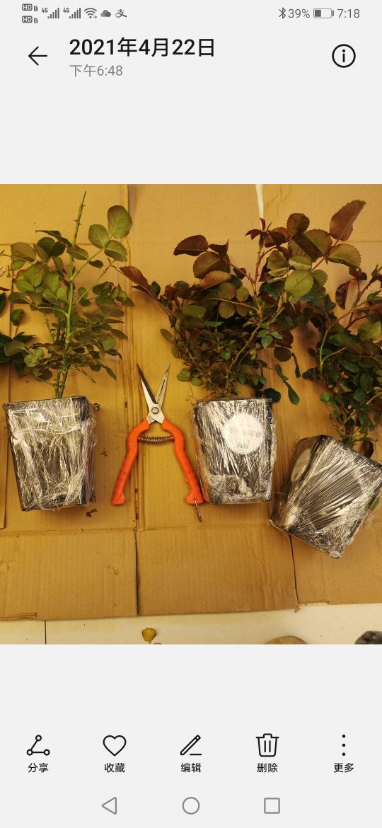 优秀月季品种推荐,正宗佛罗伦蒂娜月季