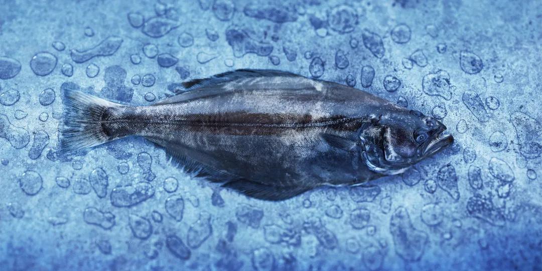 中国本土正宗鱼类品种大全,进口鱼类最新消息