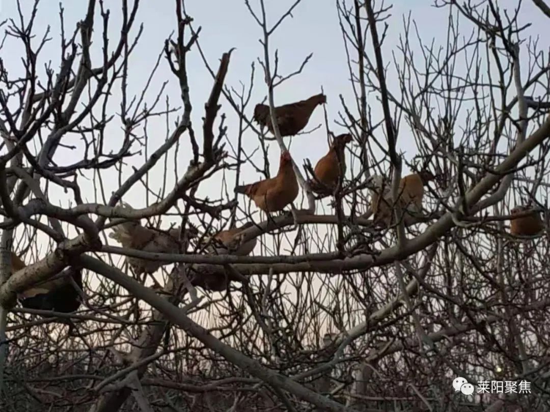 属相排位的由来,十二属都是啥