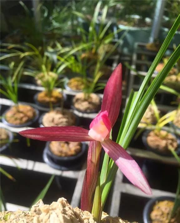 云南玉溪早年下山的一颗春兰红花素，现在成为市场炙手可热的精品