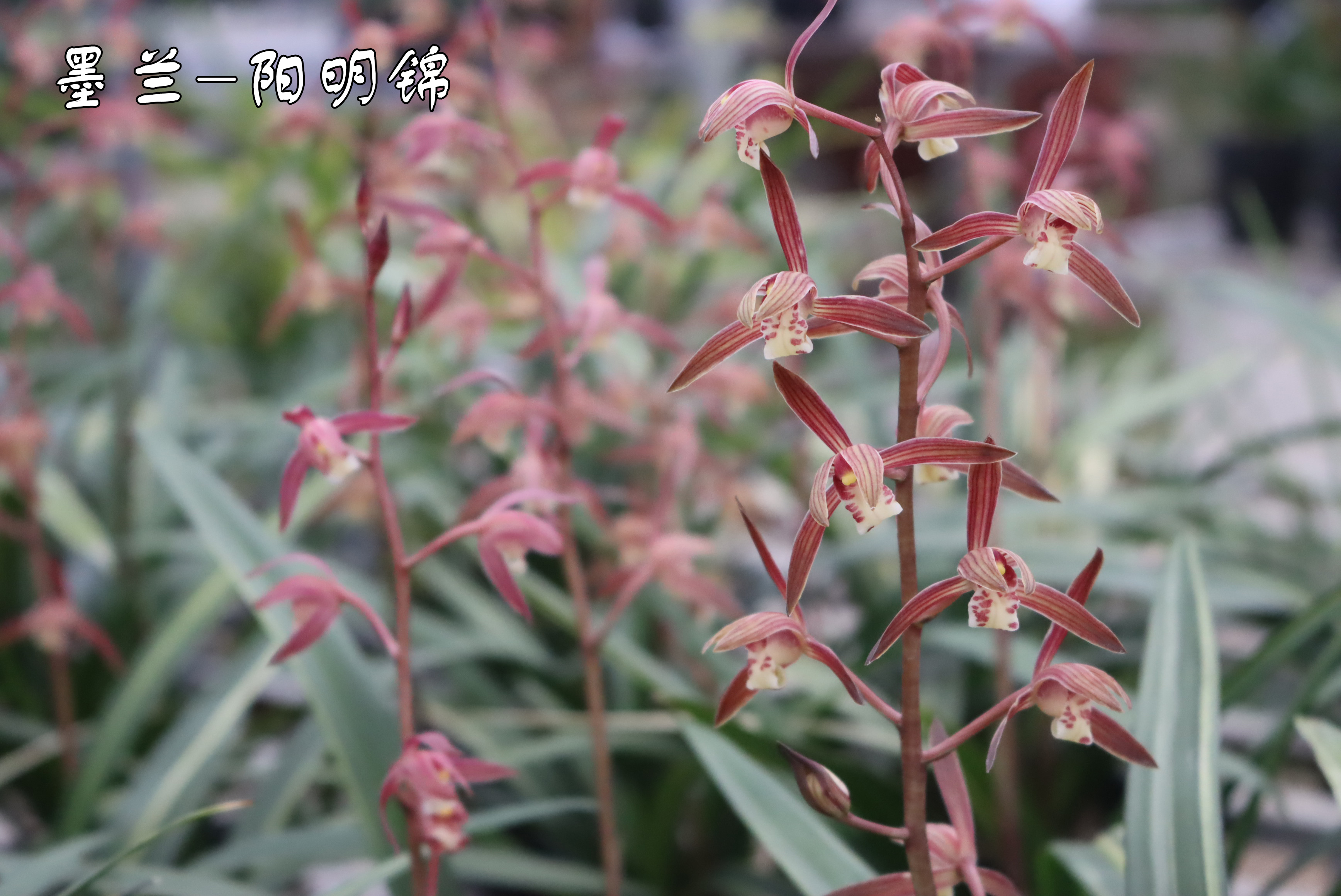 墨兰红花桃姬品种图片,墨兰开红花和黄花哪个贵