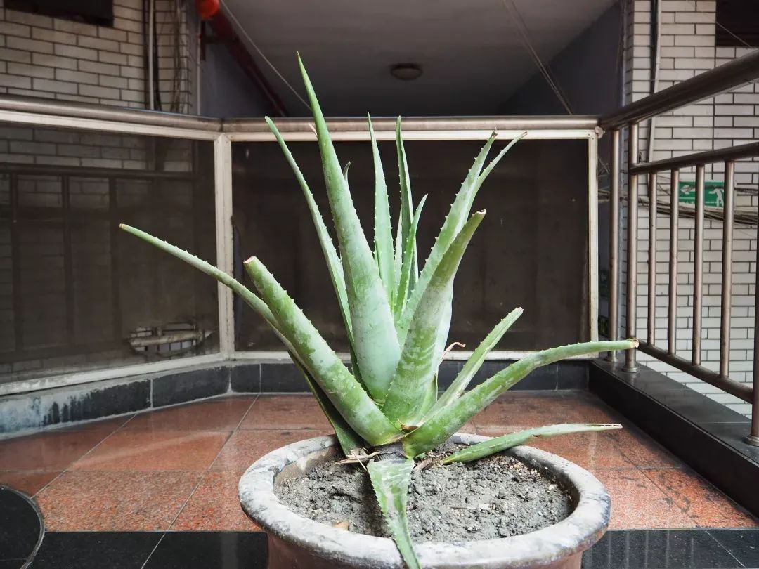 打开地图，把“爱情”输入搜索框