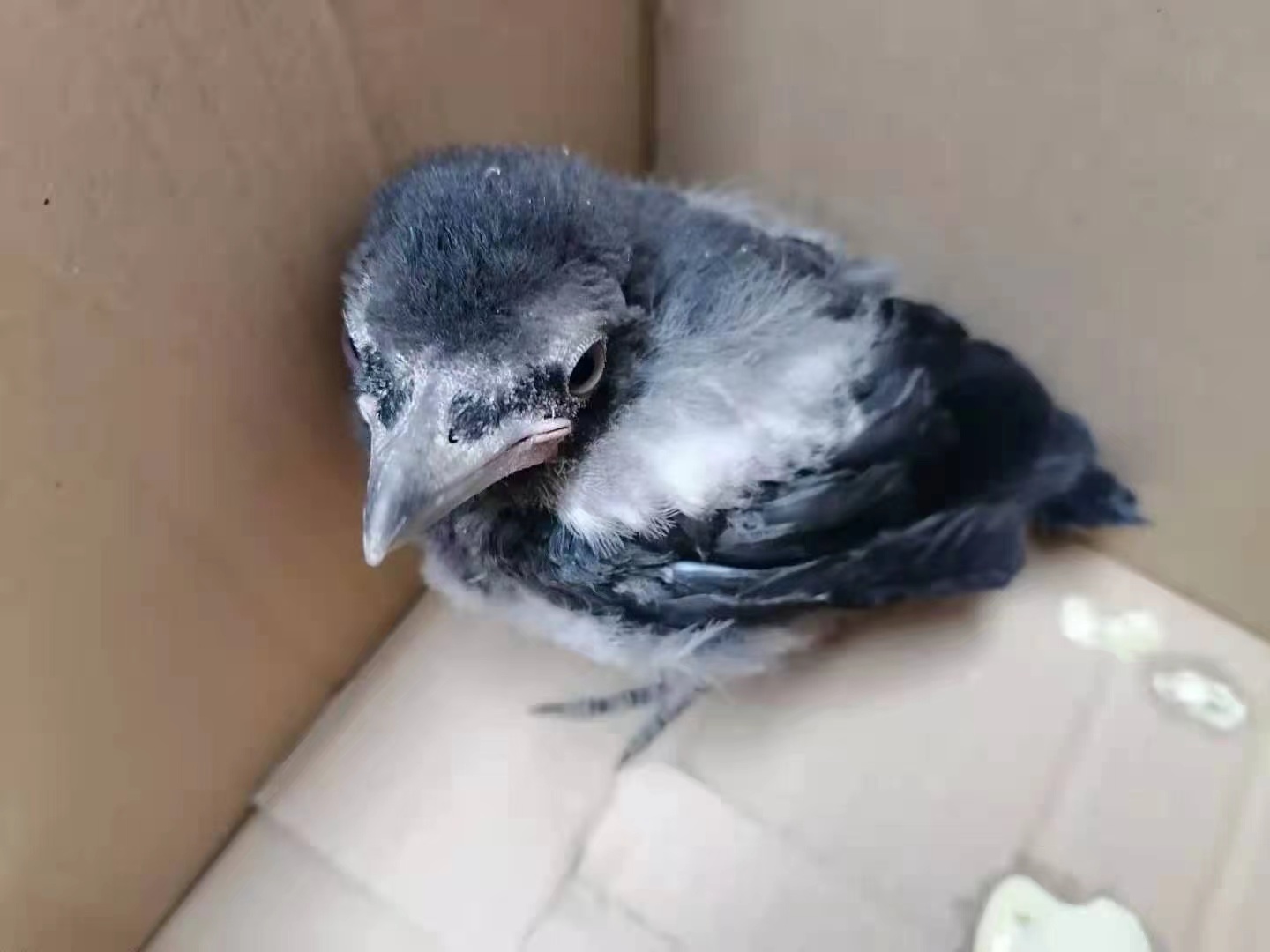 遇见了受伤的幼鸟怎么办,遇见受伤的鸟怎么救助