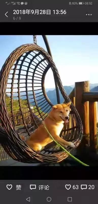 男子毒杀宠物柴犬来吃，被行政拘留15日还被判赔8000元