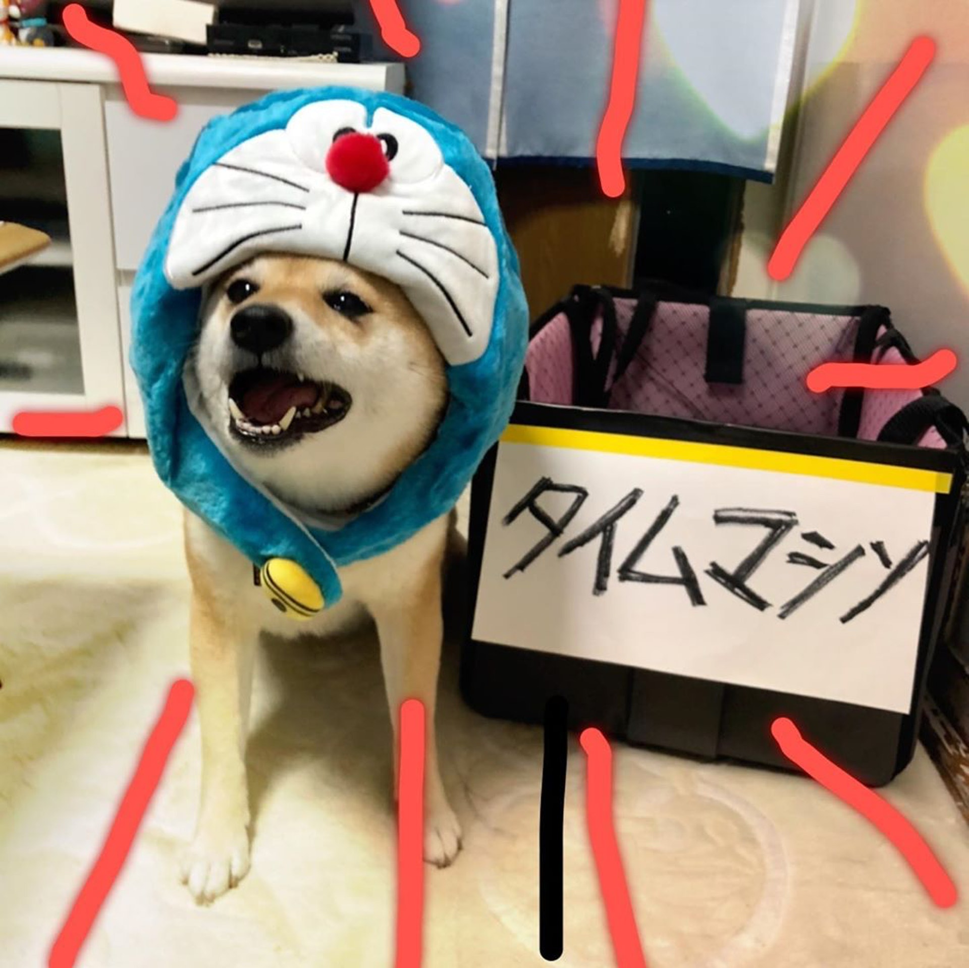 被砖头压住了!影帝柴犬超入戏25个连自己也骗倒的瞬间